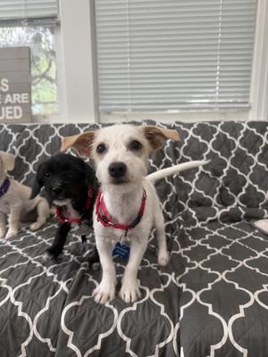 Athena, Dachshund / Terrier, puppy, available for adoption