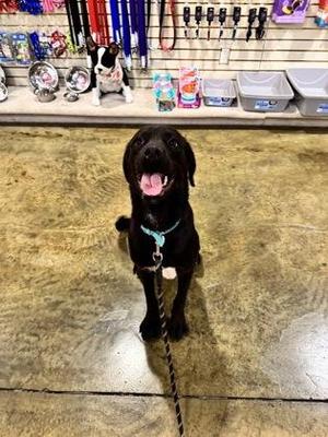 Dual Claw, Rottweiler / Mixed Breed, adult, available for adoption