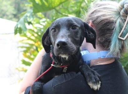 Ace, Labrador Retriever / Australian Cattle Dog / Blue Heeler, adult, available for adoption