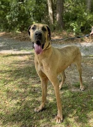 A tan dog with a black muzzle and ears standing on grass, with its mouth open and tongue out, on a leash in a wooded area.