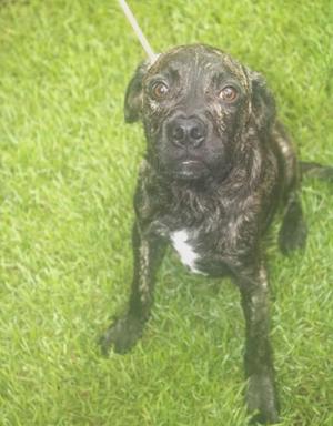 A brindle-colored dog with a white patch on its chest standing on green grass.