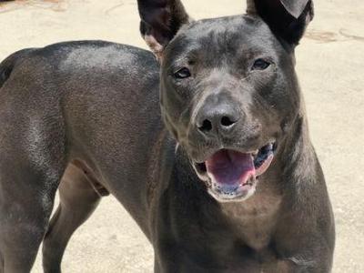 Fleetwood, American Bulldog / Mixed Breed, adult, available for adoption