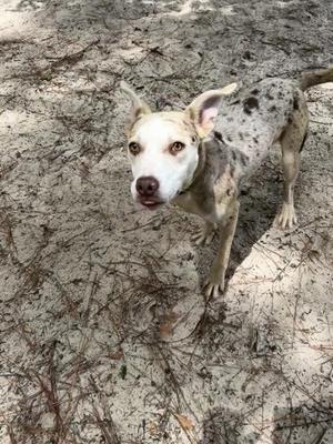 A spotted dog with white and brown fur standing on a sandy ground, looking up at the camera.