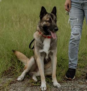 A German Shepherd dog sitting in a grassy field, wearing a red collar and a black leash. A person in ripped jeans stands beside the dog, holding the leash.