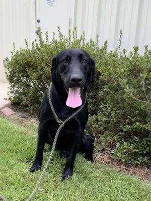 Trip, German Shepherd Dog / Golden Retriever, adult, available for adoption