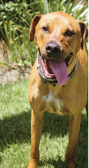 Rumble, Rhodesian Ridgeback / Mixed Breed, adult, available for adoption