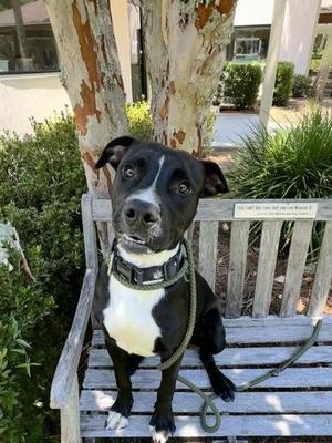 Cupid, Boxer / Mixed Breed, adult, available for adoption