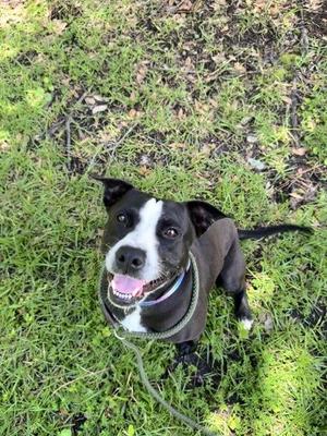 Smiley, American Bulldog / Mixed Breed, adult, available for adoption