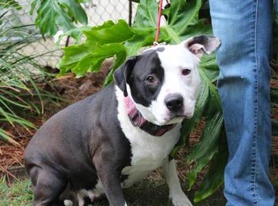 Prada, American Bulldog / Mixed Breed, adult, available for adoption