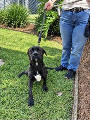 Tex, Golden Retriever / Mixed Breed, adult, available for adoption