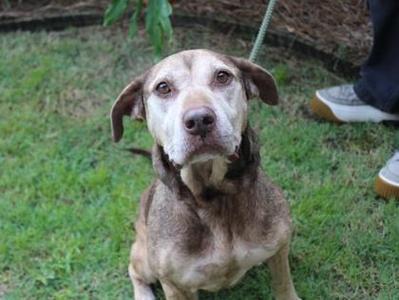 A brown and white dog sitting on grass, looking up at the camera with a leash attached to its collar.