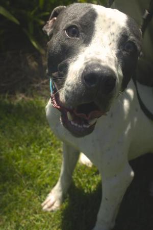 Traveler, American Bulldog / Mixed Breed, adult, available for adoption