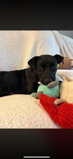 ToeBe, Retriever / Mixed Breed, adult, available for adoption