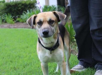 Tito, Beagle / Mixed Breed, adult, available for adoption