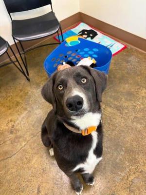 Blue, Weimaraner / Mixed Breed, adult, available for adoption