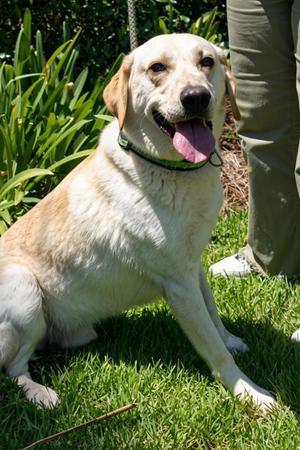 Bentley, Labrador Retriever / Great Pyrenees, adult, available for adoption
