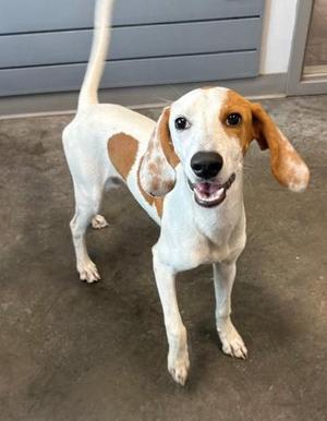 Limoncello, Greyhound / Mixed Breed, adult, available for adoption
