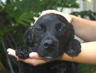 Evie, Golden Retriever / Mixed Breed, adult, available for adoption