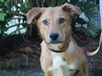 Talladega, Retriever / Mixed Breed, adult, available for adoption