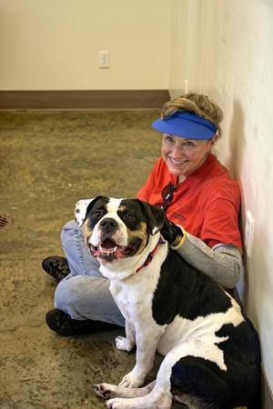 Dallas, American Bulldog / Mixed Breed, adult, available for adoption
