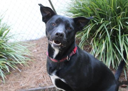 Frances, Labrador Retriever / Mixed Breed, adult, available for adoption