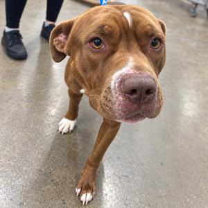 A brown dog with a white patch on its forehead and a pink nose, standing on a concrete floor.