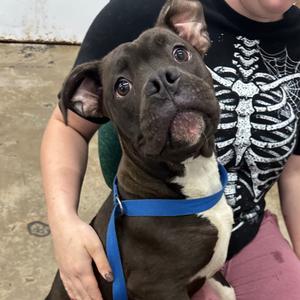 Capone, Mixed Breed (Medium), adult, available for adoption