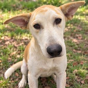 Hershel, Mixed Breed (Medium), adult, available for adoption