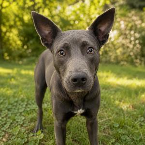 Maryann, adult, available for adoption