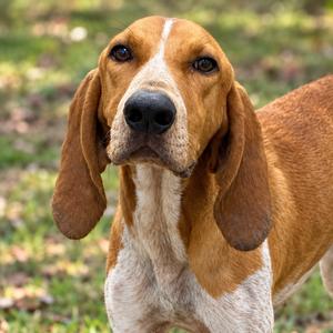 Copper, Coonhound, English, adult, available for adoption