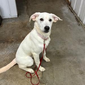 A white dog sitting on a concrete floor, wearing a red leash and a pink collar, looking directly at the camera.