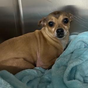 A small brown dog with large eyes is lying on a blue blanket.