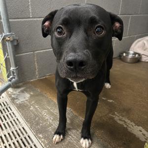 Knoxie, adult, available for adoption