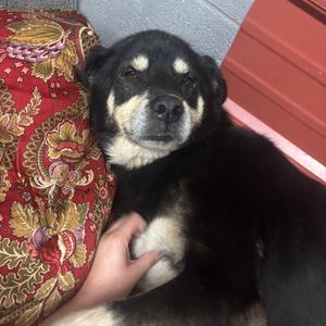 Pete, adult, available for adoption
