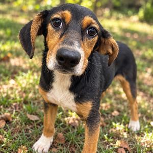 Flannel, Mixed Breed (Medium), adult, available for adoption