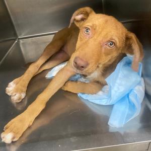 Mia, adult, available for adoption