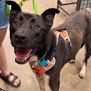 Spudsy, Mixed Breed (Large), adult, available for adoption