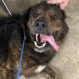 Bear, Collie, adult, available for adoption