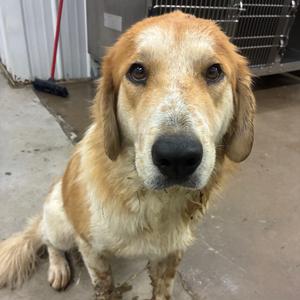 Honey howls, Pyrenees, Great, adult, available for adoption