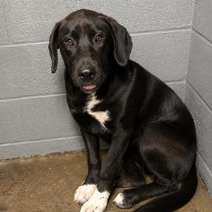 Broccoli, adult, available for adoption