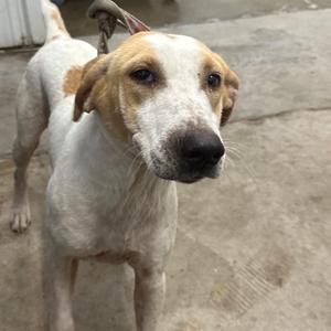 A white and brown dog with floppy ears standing on a concrete surface.