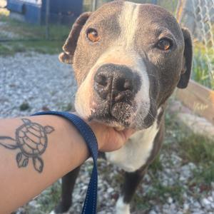A close-up of a brown and white dog with a black nose and expressive eyes, being held by a person with a turtle tattoo on their arm. The dog is wearing a blue collar and appears to be outdoors on a gravel surface with some greenery in the background.