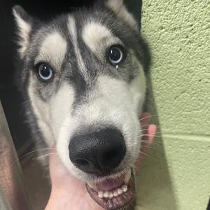 Blue, Husky, adult, available for adoption