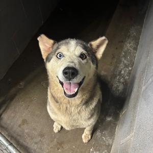 Ms. thang, Husky, adult, available for adoption