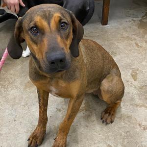 Chicken tender, Mixed Breed (Medium), adult, available for adoption