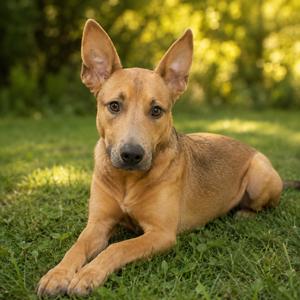 Wanda, adult, available for adoption