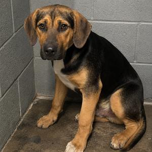 Celery, adult, available for adoption