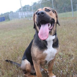 A happy dog with a black, brown, and white coat sitting in a grassy field with its tongue out.