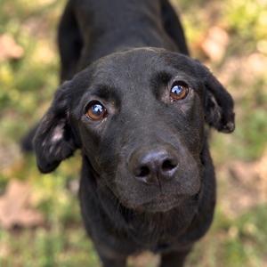 Hoedown, adult, available for adoption