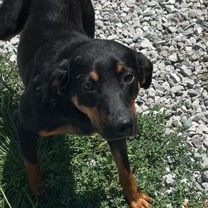 Chip, Mixed Breed (Medium), adult, available for adoption